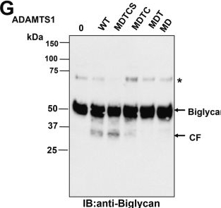 Fig.5.G showing Western Blotting in a Homo sapiens (Human) sample from the publication: The C-terminal domains of ADAMTS1 contain exosites involved in its proteoglycanase activity.