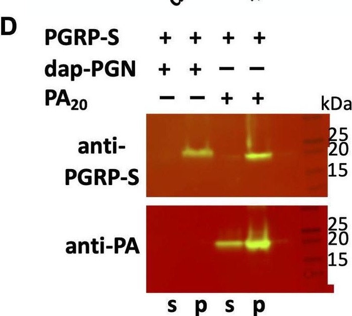 Fig.5.D showing Western Blotting in a Drosophila melanogaster (Fruit fly) sample from the publication: Anthrax toxin component, Protective Antigen, protects insects from bacterial infections.