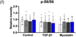 Fig.2.F showing Enzyme-linked immunosorbent assay from the publication: Reduced myotube diameter induced by combined inhibition of transforming growth factor-β type I receptors Acvr1b and Tgfbr1 is associated with enhanced β1-syntrophin expression.