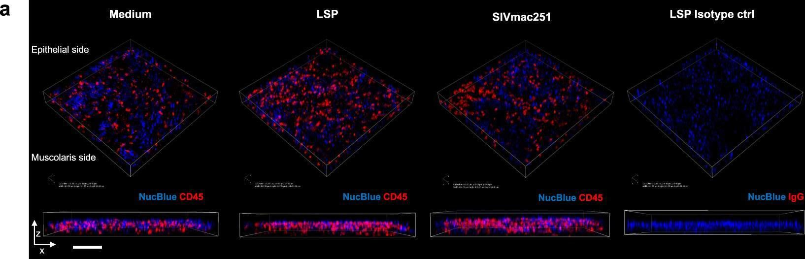 Fig.6.A showing Immunohistochemistry-immunofluorescence from the publication: Leukocytospermia induces intraepithelial recruitment of dendritic cells and increases SIV replication in colorectal tissue explants.