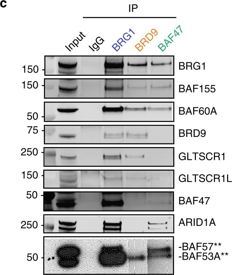 Fig.2.C showing Western Blotting in a Homo sapiens (Human) sample from the publication: A non-canonical BRD9-containing BAF chromatin remodeling complex regulates naive pluripotency in mouse embryonic stem cells.