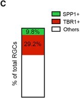 Fig.4.C from the publication: Osteopontin drives retinal ganglion cell resiliency in glaucomatous optic neuropathy.