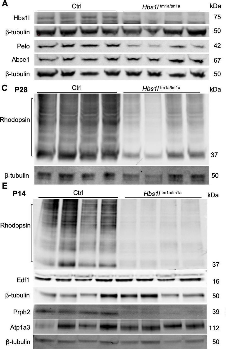 Fig.6.A showing Western Blotting from the publication: HBS1L deficiency causes retinal dystrophy in a child and in a mouse model associated with defective development of photoreceptor cells.