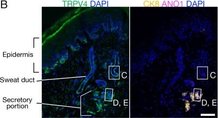 Fig.1.B showing Immunohistochemistry-immunofluorescence from the publication: Involvement of TRPV4 in temperature-dependent perspiration in mice.