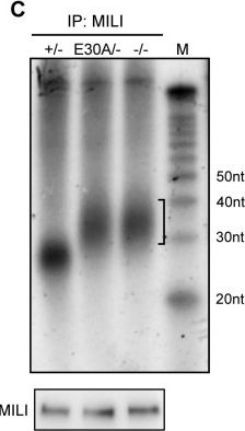 Fig.3.C showing Western Blotting from the publication: PNLDC1 catalysis and postnatal germline function are required for piRNA trimming, LINE1 silencing, and spermatogenesis in mice.