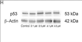 Fig.5.H showing Western Blotting in a Homo sapiens (Human) sample from the publication: Anti-cancer stem cell activity of a sesquiterpene lactone isolated from Ambrosia arborescens and of a synthetic derivative.