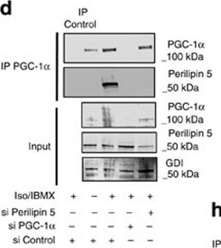 Nuclear Perilipin 5 integrates lipid droplet lipolysis with PGC-1α/SIRT1-dependent transcriptional regulation of mitochondrial function.