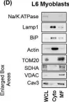 Fig.1.D showing Western Blotting from the publication: Caveolin-3 deficiency associated with the dystrophy P104L mutation impairs skeletal muscle mitochondrial form and function.