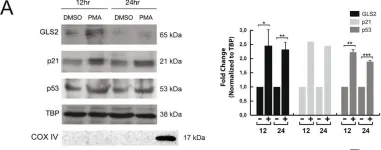Fig.3.A showing Western Blotting in a Chlorocebus aethiops (Grivet monkey) sample from the publication: Nuclear Translocation of Glutaminase GLS2 in Human Cancer Cells Associates with Proliferation Arrest and Differentiation.