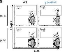 Fig.2.G showing Flow cytometry/Cell sorting from the publication: The ionotropic AMPA receptor contributes to autoimmunity via altered regulatory T cell differentiation.