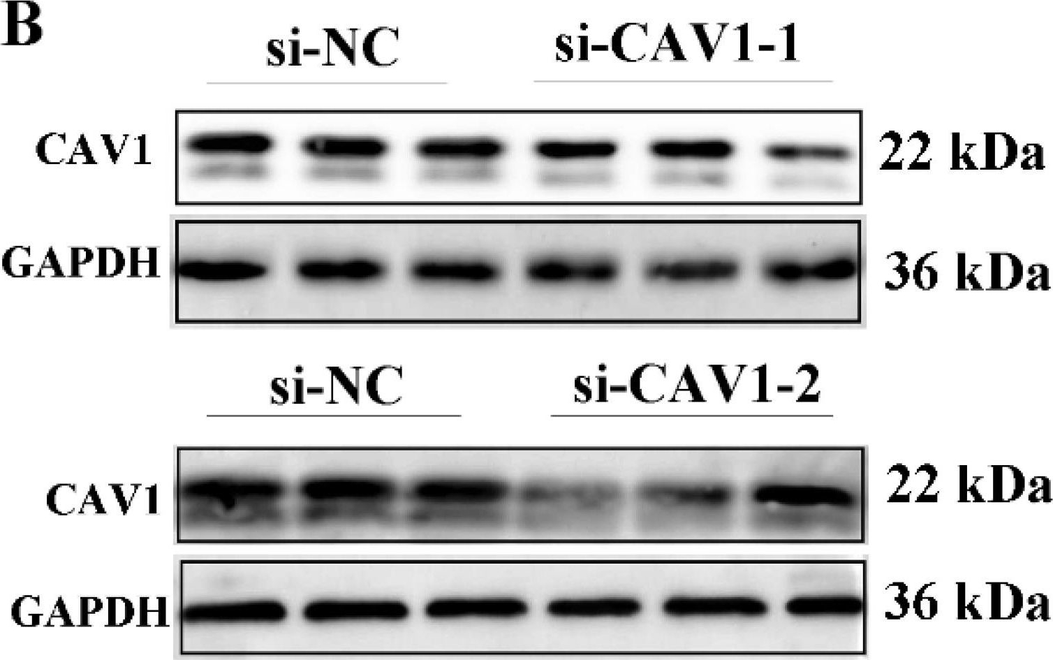 Fig.6.B showing Western Blotting in a Mus musculus (House mouse) sample from the publication: Caveolin 1 Regulates the Tight Junctions between Sertoli Cells and Promotes the Integrity of Blood-Testis Barrier in Yak via the FAK/ERK Signaling Pathway.