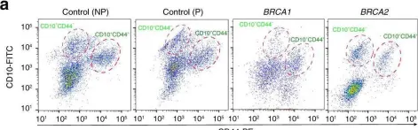 Fig.1.A showing Flow cytometry/Cell sorting in a Homo sapiens (Human) sample from the publication: Perturbed myoepithelial cell differentiation in BRCA mutation carriers and in ductal carcinoma in situ.