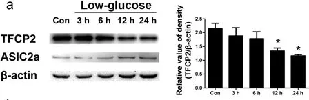 Fig.3.A showing Western Blotting from the publication: Glucose Deficiency Elevates Acid-Sensing Ion Channel 2a Expression and Increases Seizure Susceptibility in Temporal Lobe Epilepsy.