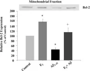 Fig.4.A showing Western Blotting in a Rattus norvegicus (Rat) sample from the publication: Estrogen protects neuronal cells from amyloid beta-induced apoptosis via regulation of mitochondrial proteins and function.