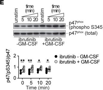 Fig.7.E showing Western Blotting in a Mus musculus (House mouse) sample from the publication: BTK drives neutrophil activation for sterilizing antifungal immunity.