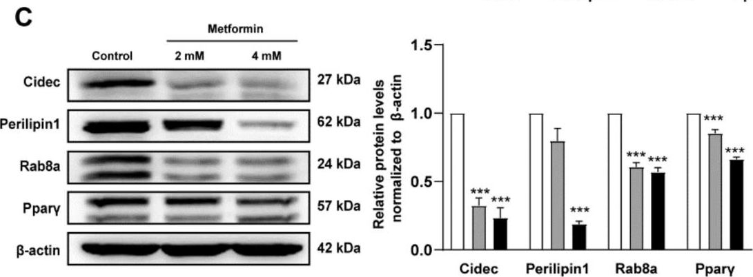 Metformin Inhibits Lipid Droplets Fusion and Growth via Reduction in Cidec and Its Regulatory Factors in Rat Adipose-Derived Stem Cells.