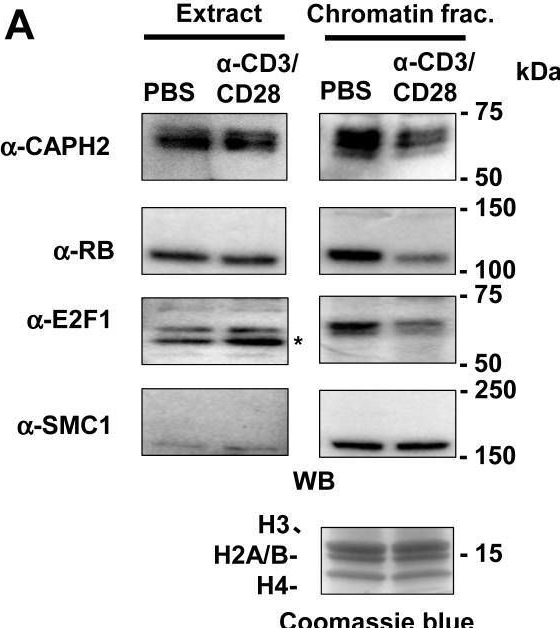 Fig.5.A showing Western Blotting from the publication: Phosphorylation of the RB C-terminus regulates condensin II release from chromatin.