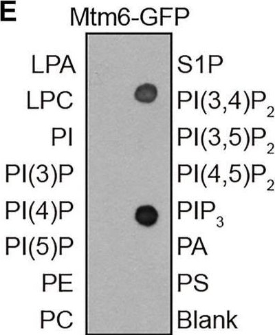 Fig.5.E from the publication: Gradients of PI(4,5)P2 and PI(3,5)P2 Jointly Participate in Shaping the Back State of Dictyostelium Cells.