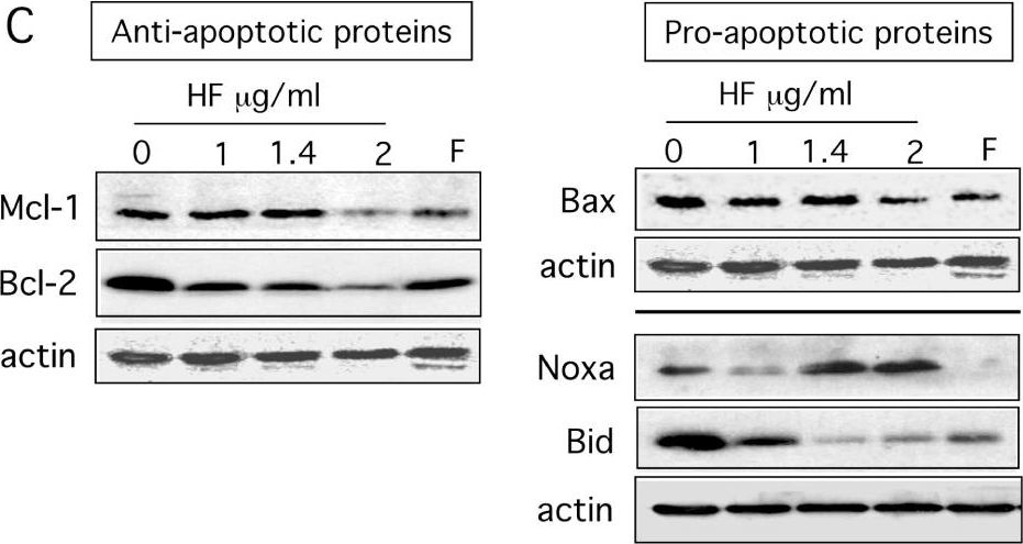 Fig.6.C showing Western Blotting in a Homo sapiens (Human) sample from the publication: Hyperforin inhibits Akt1 kinase activity and promotes caspase-mediated apoptosis involving Bad and Noxa activation in human myeloid tumor cells.