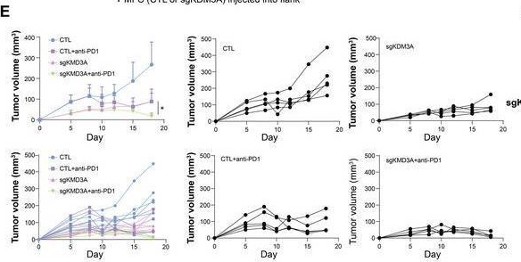 Fig.7.E showing Flow cytometry/Cell sorting in a Mus musculus (House mouse) sample from the publication: KDM3A Ablation Activates Endogenous Retrovirus Expression to Stimulate Antitumor Immunity in Gastric Cancer.