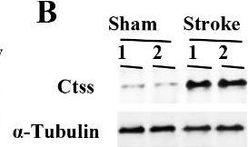 Fig.6.B showing Western Blotting in a Mus musculus (House mouse) sample from the publication: Genome-Wide Screen and Validation of Microglia Pro-Inflammatory Mediators in Stroke.