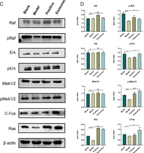 Fig.7.C showing Western Blotting from the publication: Exosomes derived from Umbilical cord mesenchymal stem cell promote hair regrowth in C57BL6 mice through upregulation of the RAS/ERK signaling pathway.
