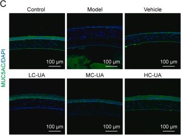 Fig.3.C showing Immunohistochemistry-immunofluorescence from the publication: Ursolic acid ameliorates ocular surface dysfunction in dry eye via targeting EGFR/RAS/RAF/MAP2K1/MAPK1 pathway.