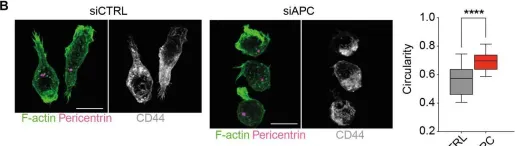 Fig.5.B showing Immunocytochemistry-immunofluorescence in a Homo sapiens (Human) sample from the publication: The tumor suppressor adenomatous polyposis coli regulates T lymphocyte migration.