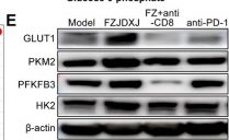 Fig.5.E showing Western Blotting in a Mus musculus (House mouse) sample from the publication: Natural product FZJDXJ enhances CD8+ T-cell glycolysis to relieve exhaustion and augment antitumor immunity in HBV+ hepatocellular carcinoma.