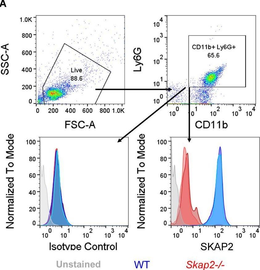 Fig.2.A showing Flow cytometry/Cell sorting from the publication: SKAP2 is required for defense against K. pneumoniae infection and neutrophil respiratory burst.
