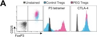 Fig.3.A showing Flow cytometry/Cell sorting in a Mus musculus (House mouse) sample from the publication: Antigen recognition reinforces regulatory T cell mediated Leishmania major persistence.