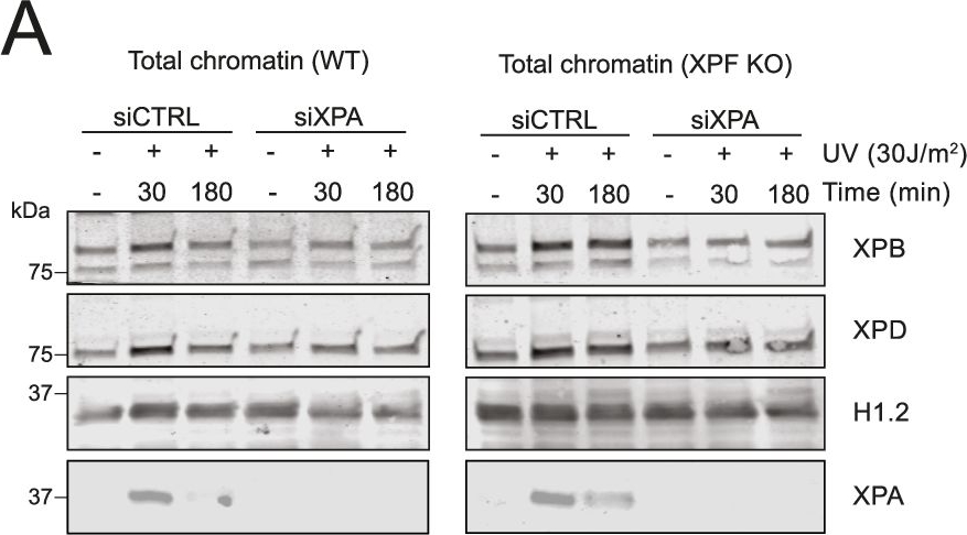 Fig.2.A showing Western Blotting in a Homo sapiens (Human) sample from the publication: Persistent TFIIH binding to non-excised DNA damage causes cell and developmental failure.
