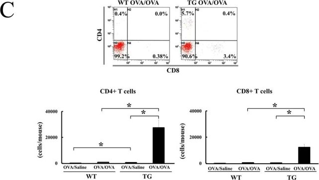 Fig.2.C showing Flow cytometry/Cell sorting in a Mus musculus (House mouse) sample from the publication: IL-18 induces airway hyperresponsiveness and pulmonary inflammation via CD4+ T cell and IL-13.