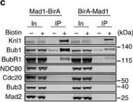 Fig.3.C showing Western Blotting in a Homo sapiens (Human) sample from the publication: Bub1 positions Mad1 close to KNL1 MELT repeats to promote checkpoint signalling.
