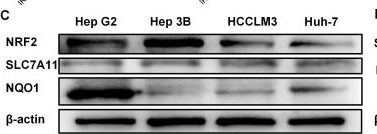 Fig.12.C showing Western Blotting in a Homo sapiens (Human) sample from the publication: Dicoumarol sensitizes hepatocellular carcinoma cells to ferroptosis induced by imidazole ketone erastin.