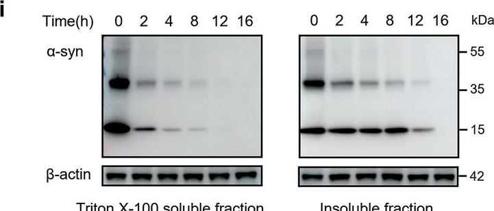 Fig.1.I showing Western Blotting from the publication: Attenuating α-synuclein pathology in mice with in situ engineered astrocytes.