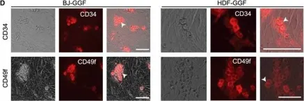 Fig.1.D showing Immunocytochemistry-immunofluorescence in a Homo sapiens (Human) sample from the publication: Cooperative Transcription Factor Induction Mediates Hemogenic Reprogramming.