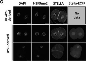 Fig.4.G showing Immunocytochemistry-immunofluorescence in a Mus musculus (House mouse) sample from the publication: Epigenetic regulation limits competence of pluripotent stem cell-derived oocytes.