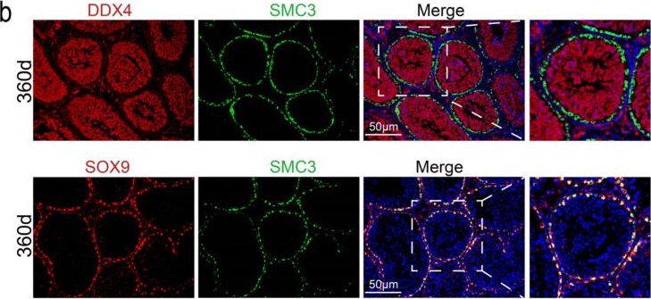 Fig.2.B showing Immunohistochemistry-immunofluorescence from the publication: Exploration of Novel Markers in Tan Sheep Spermatogenesis.