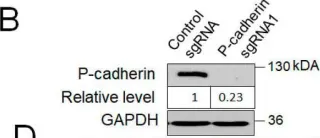 Fig.4.B showing Western Blotting from the publication: P-Cadherin Regulates Intestinal Epithelial Cell Migration and Mucosal Repair, but Is Dispensable for Colitis Associated Colon Cancer.