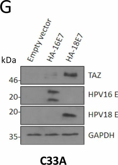 Fig.2.G showing Western Blotting in a Homo sapiens (Human) sample from the publication: The Hippo pathway transcription factors YAP and TAZ play HPV-type dependent roles in cervical cancer.