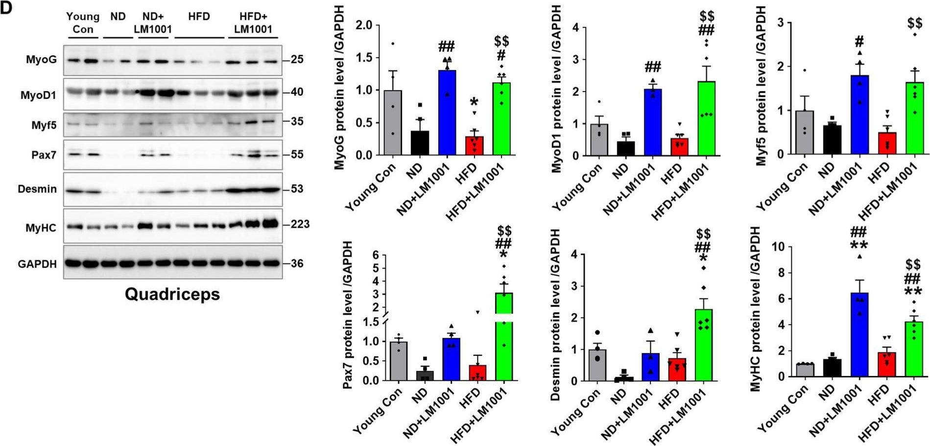 Fig.4.D showing Western Blotting from the publication: Lactiplantibacillus plantarum LM1001 Supplementation Attenuates Muscle Atrophy and Function Decline in Aged Mice.