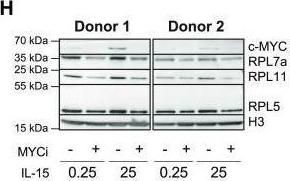 Fig.6.H showing Western Blotting in a Homo sapiens (Human) sample from the publication: Myc controls NK cell development, IL-15-driven expansion, and translational machinery.