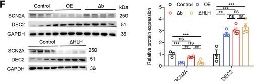 Fig.5.F showing Western Blotting in a Mus musculus (House mouse) sample from the publication: The DEC2-SCN2A Axis is Essential for the Anticonvulsant Effects of Cannabidiol by Modulating Neuronal Plasticity.