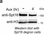 Fig.8.A showing Western Blotting in a Homo sapiens (Human) sample from the publication: Phase-separated NDF-FACT condensates facilitate transcription elongation on chromatin.