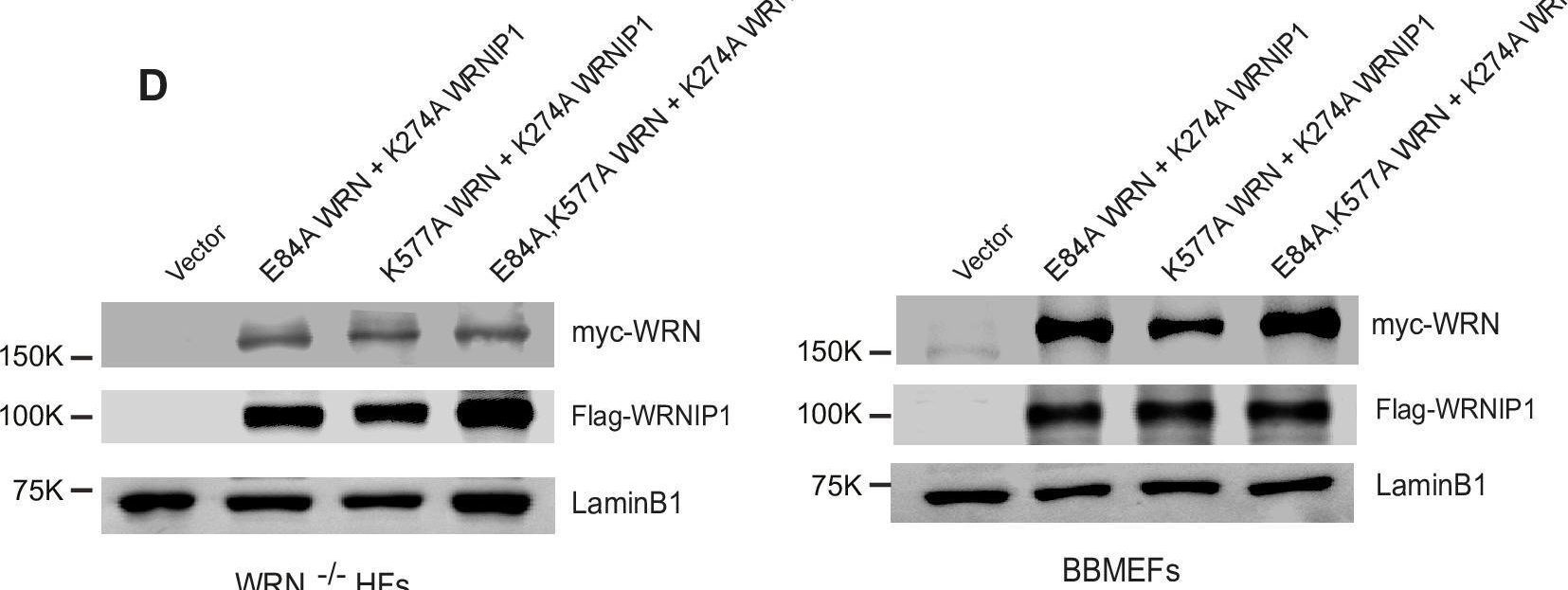 Fig.1.D showing Western Blotting from the publication: WRN and WRNIP1 ATPases impose high fidelity on translesion synthesis by Y-family DNA polymerases.
