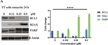 Phospho-Histone H2A.X (Ser139) (20E3) Rabbit mAb | Cell