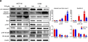 Fig.4.D showing Western Blotting from the publication: Antipsychotic Drug Trifluoperazine Suppresses Colorectal Cancer by Inducing G0/G1 Arrest and Apoptosis.