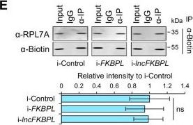 Fig.5.E showing Western Blotting in a Sus scrofa (Wild pig) sample from the publication: A long noncoding RNA with enhancer-like function in pig zygotic genome activation.