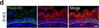 Fig.1.D showing Immunohistochemistry-immunofluorescence in a Cricetulus migratorius (Armenian hamster) sample from the publication: Mechanochemical control of epidermal stem cell divisions by B-plexins.